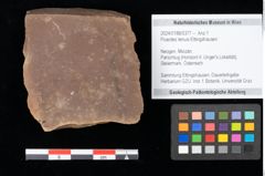 Foto (Objekt + Etikett) von Poacites tenuis Ettingshausen (NHMW-GEO-2024-0188-0377)